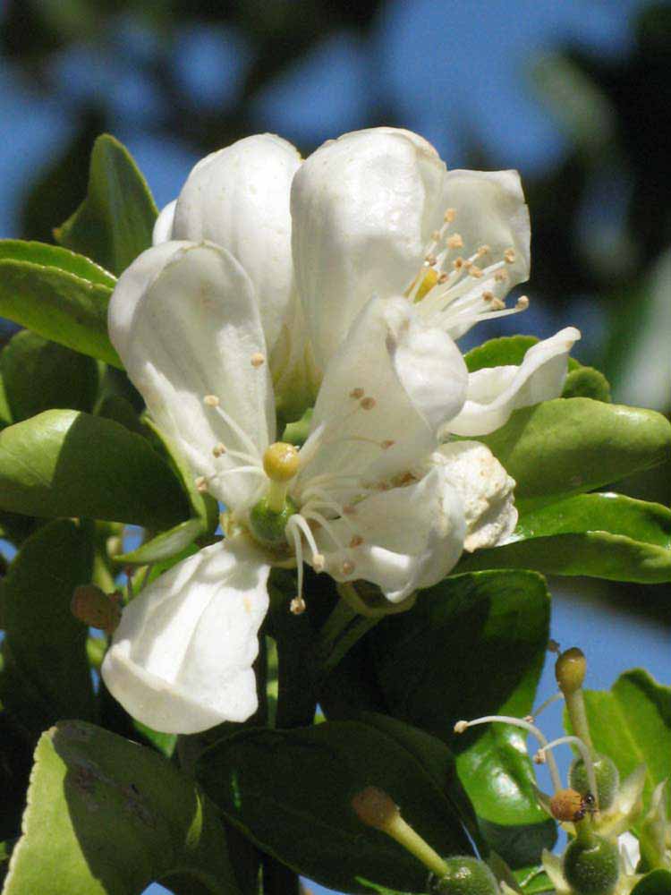              Flower (Riverside, CA)       